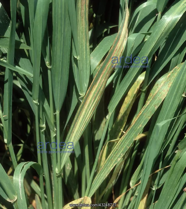 : Barley leaf stripe : Barley leaf stripe