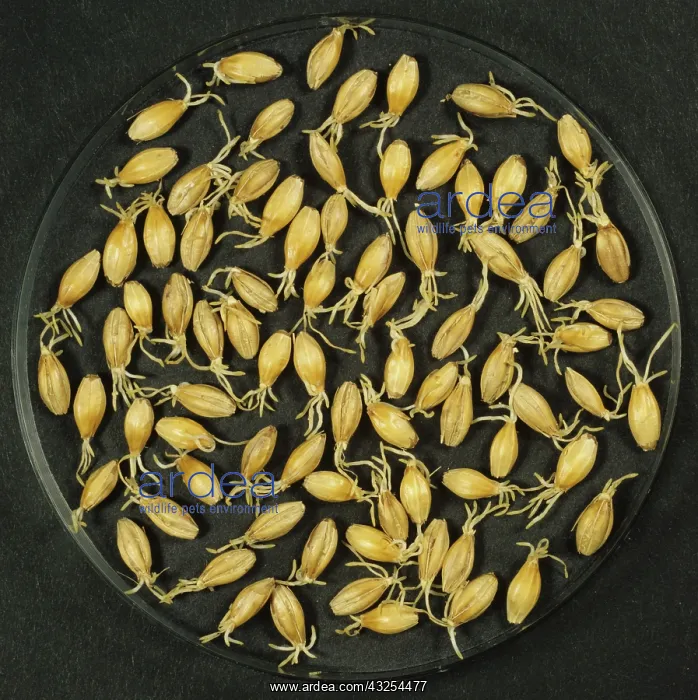 : Barley malting process: drying germinated seeds : Barley malting process: drying germinated seeds