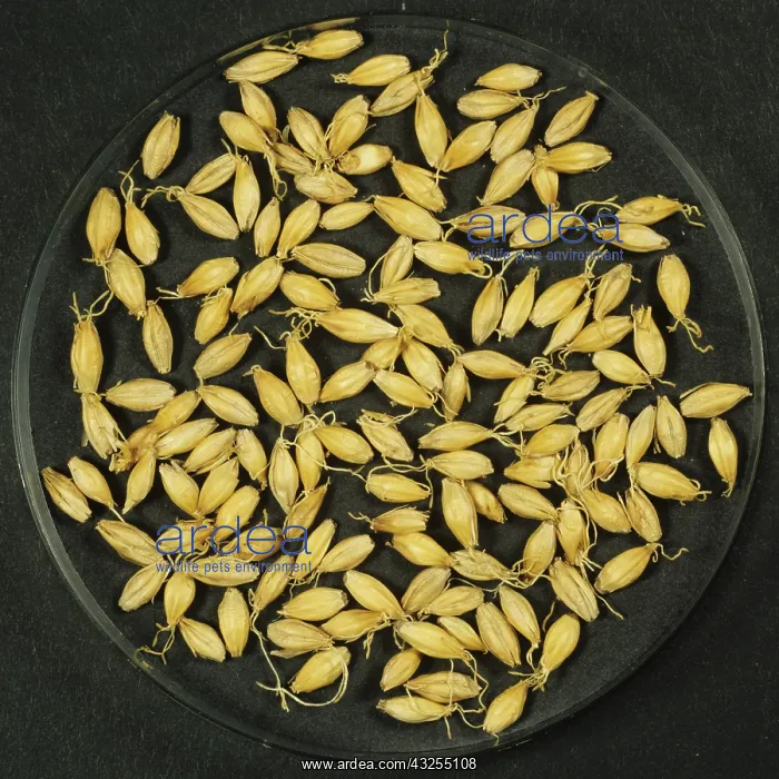 : Barley malting process: kilned seeds : Barley malting process: kilned seeds