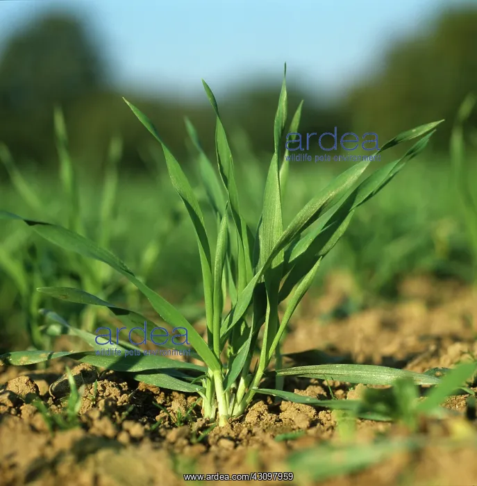 : Barley plants : Barley plants