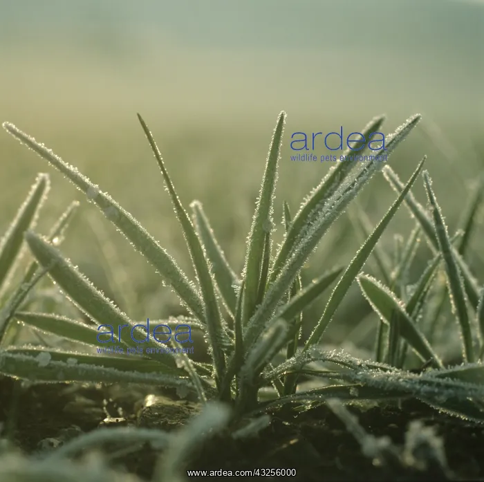  : Barley plants with early morning frost