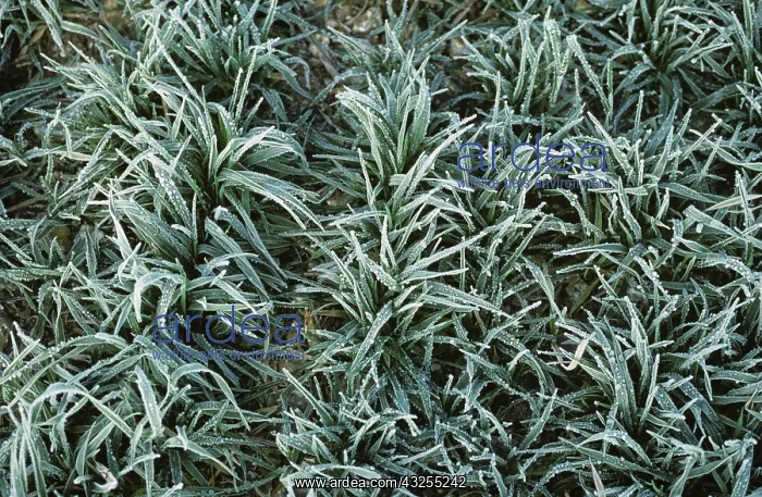 : Barley plants with frost : Barley plants with frost