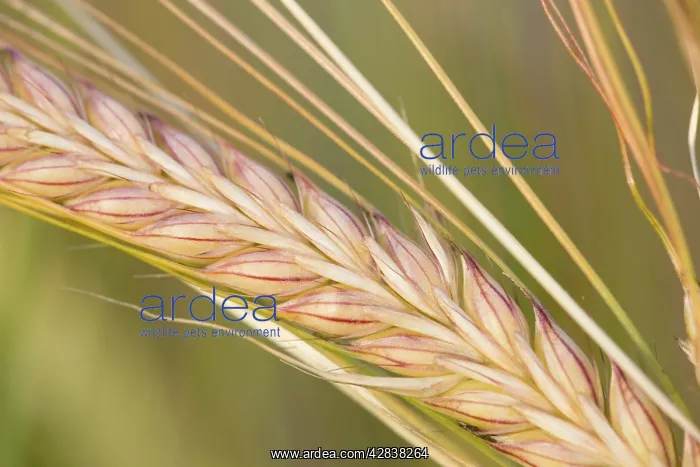 : Barley - ripening seeds : Barley - ripening seeds