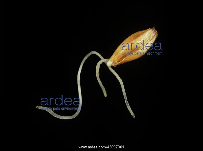 : Barley seed developing : Barley seed developing