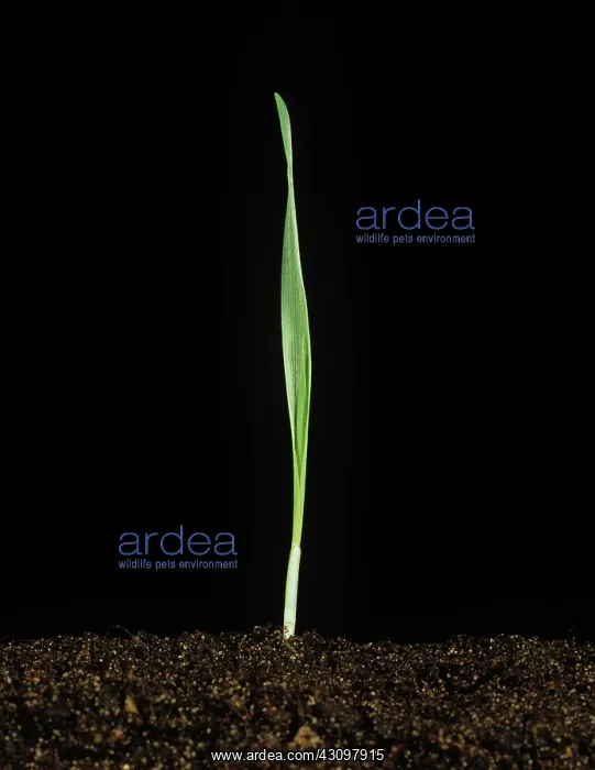 : Barley seedling : Barley seedling