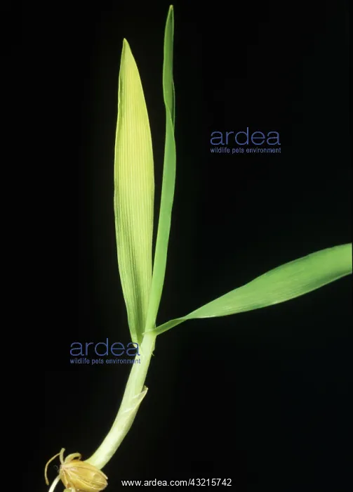 : Barley seedling : Barley seedling
