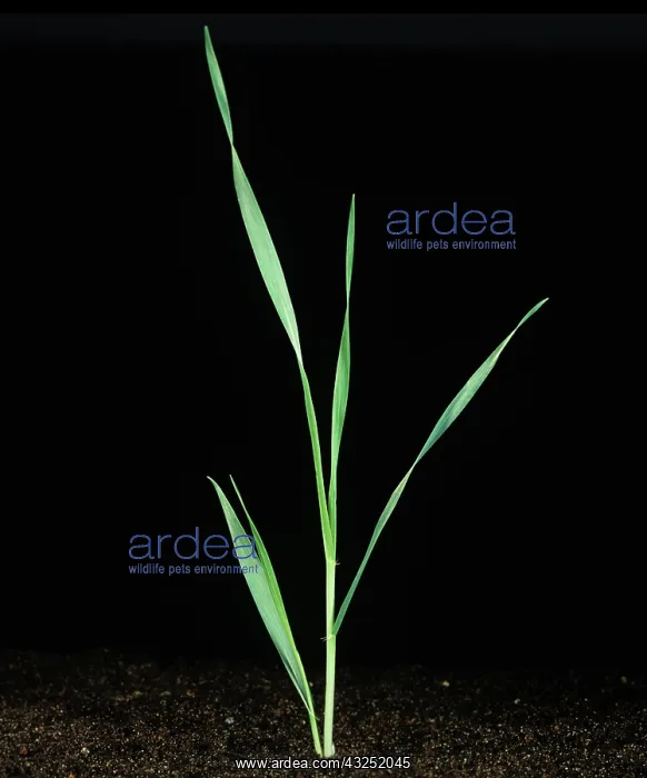 : Barley seedling : Barley seedling