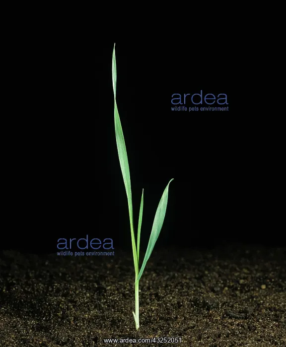 : Barley seedling : Barley seedling