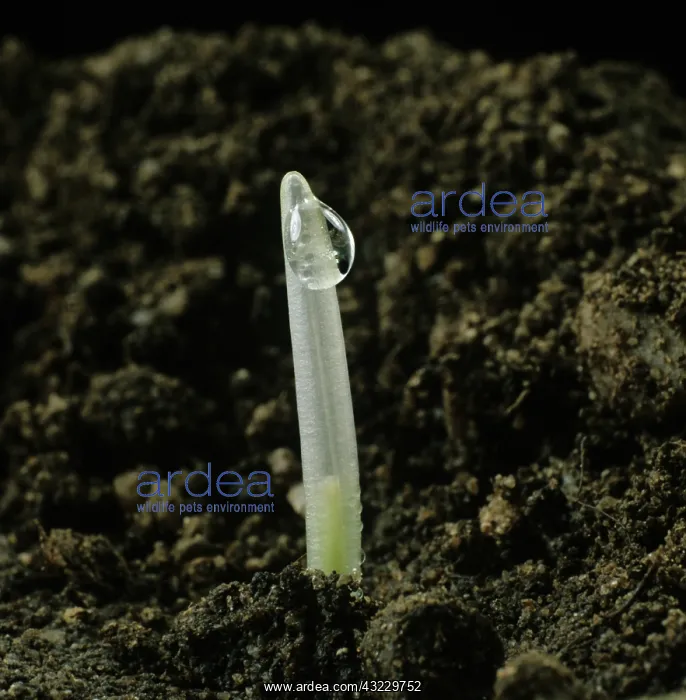  : Barley seedling (Hordeum vulgare)