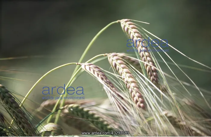 : BARLEY SHEATHS - harvest time : BARLEY SHEATHS - harvest time