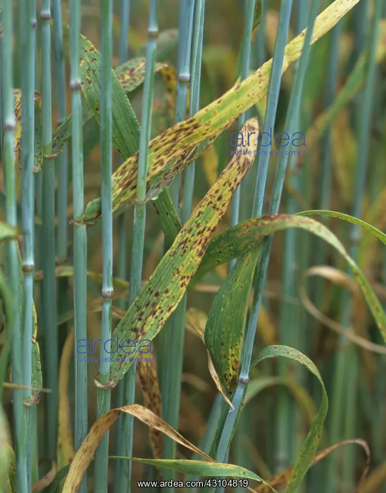 : Barley Spot (Ramularia collo cygni) : Barley Spot (Ramularia collo cygni)