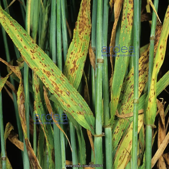: Barley Spot (Ramularia collo cygni) : Barley Spot (Ramularia collo cygni)