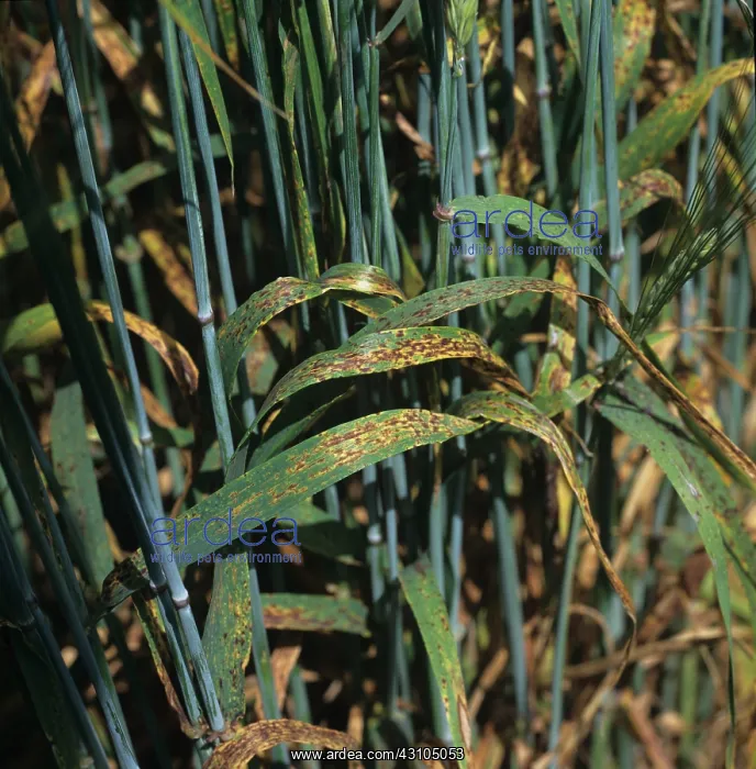 : Barley Spot (Ramularia collo cygni) : Barley Spot (Ramularia collo cygni)