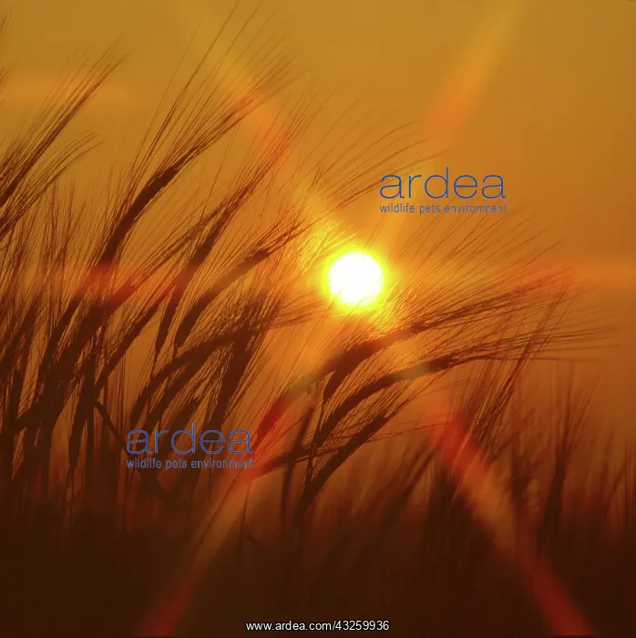 : Barley at sunset : Barley at sunset