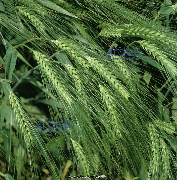 : Barley variety in green ear : Barley variety in green ear