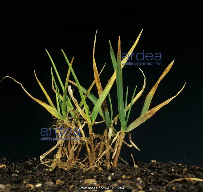 : Barley yellow dwarf virus : Barley yellow dwarf virus