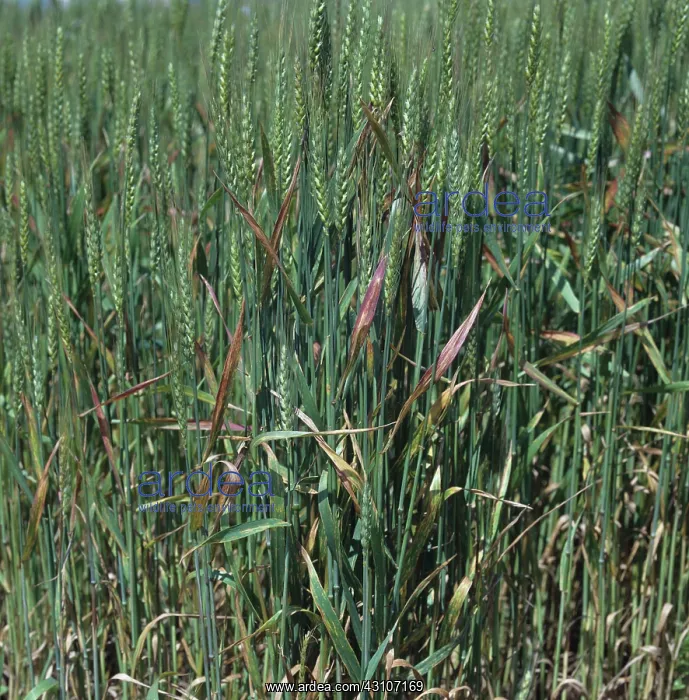 : Barley Yellow Dwarf Virus : Barley Yellow Dwarf Virus