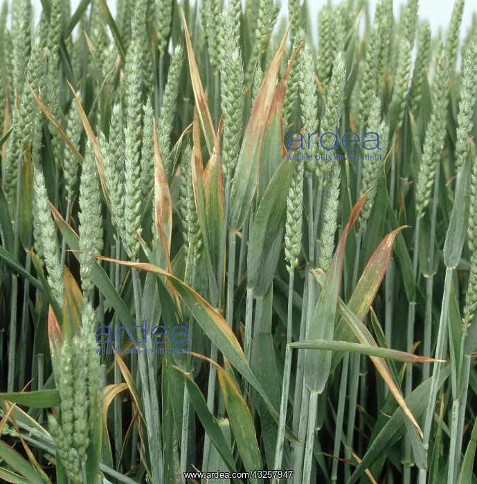 : Barley yellow dwarf virus : Barley yellow dwarf virus