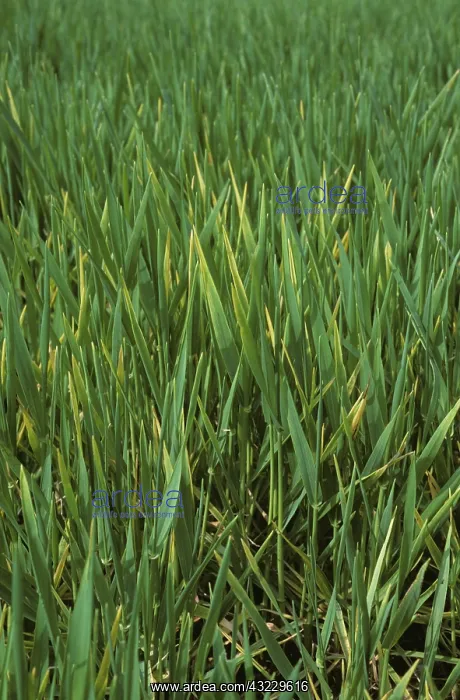 : Barley Yellow Dwarf Virus (BYDV) : Barley Yellow Dwarf Virus (BYDV)
