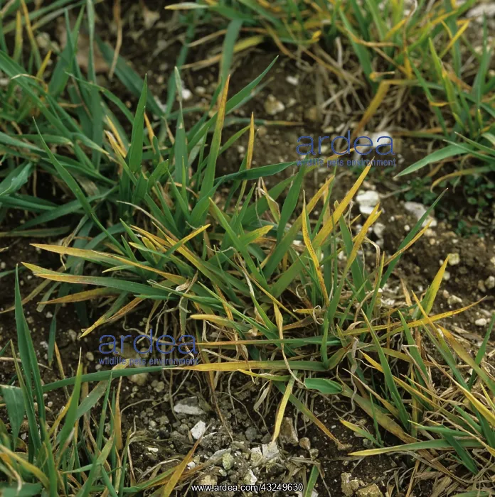 : Barley Yellow Dwarf Virus (BYDV) : Barley Yellow Dwarf Virus (BYDV)