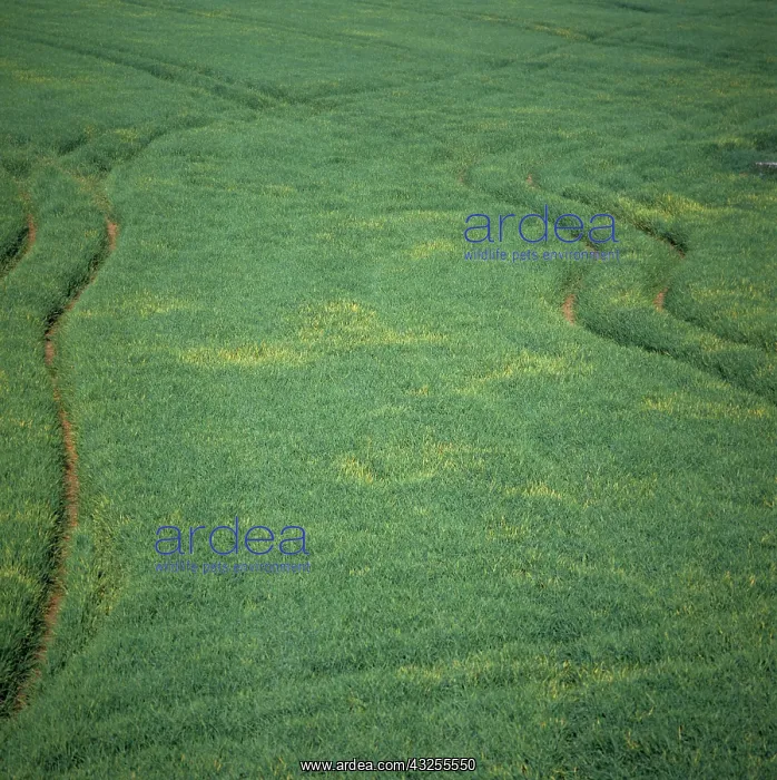 : Barley Yellow Dwarf Virus (BYDV) : Barley Yellow Dwarf Virus (BYDV)