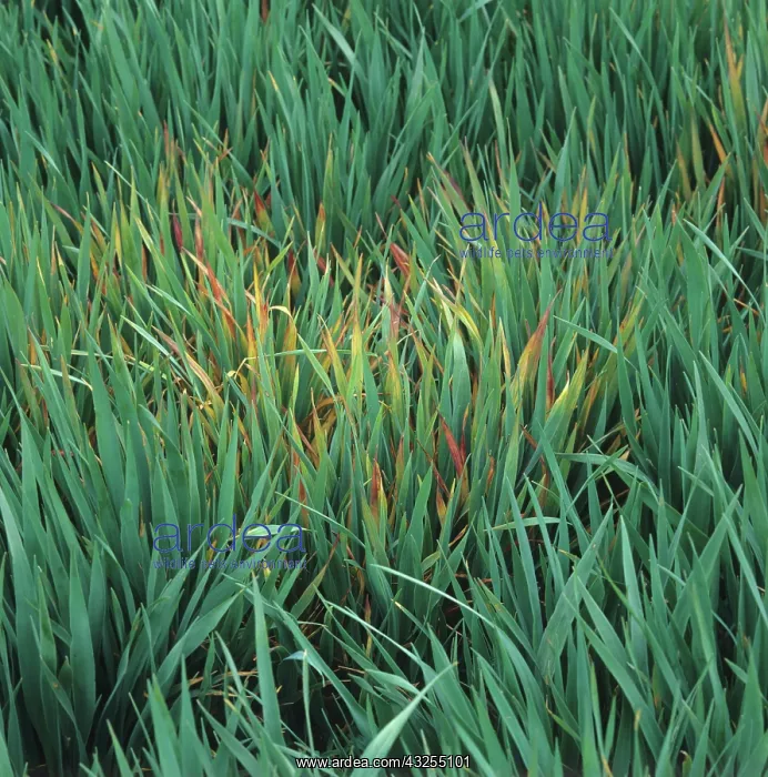 : Barley yellow dwarf virus on oats : Barley yellow dwarf virus on oats