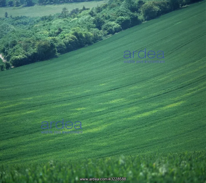 : Barley yellow dwarf virus in wheat crop : Barley yellow dwarf virus in wheat crop