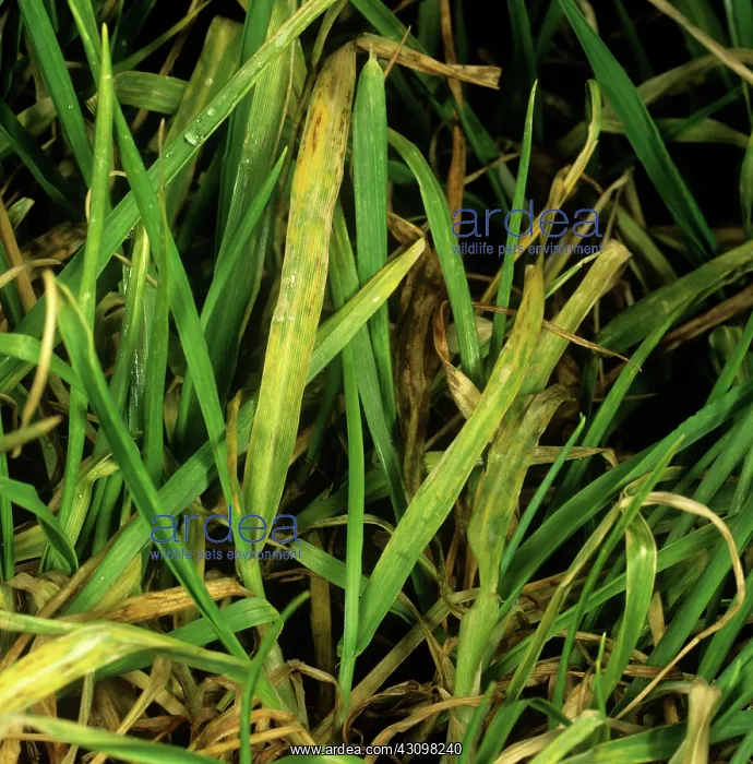 : Barley yellow mosaic virus : Barley yellow mosaic virus