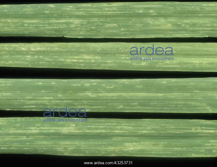 : Barley yellow mosaic virus : Barley yellow mosaic virus