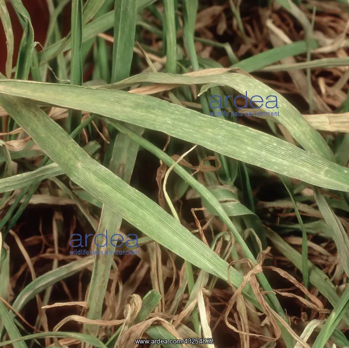 : Barley yellow mosaic virus : Barley yellow mosaic virus