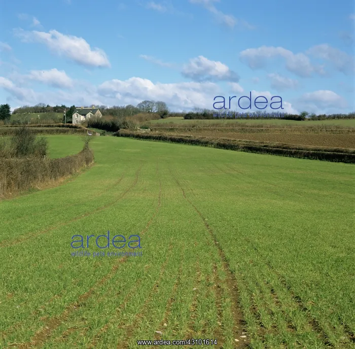  : Barley yellow mosaic virus effects