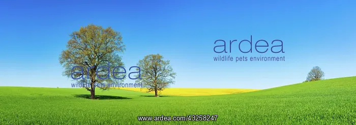 : Barleysfield (Hordeum vulgare) with large solitary : Barleysfield (Hordeum vulgare) with large solitary