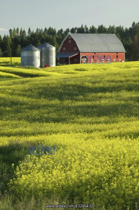 : Barn and Canola Field : Barn and Canola Field