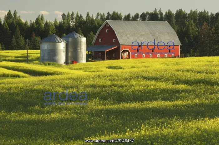 : Barn and Canola Field : Barn and Canola Field