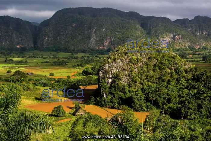 : Barn for drying tobacco leaves, tobacco fields and : Barn for drying tobacco leaves, tobacco fields and