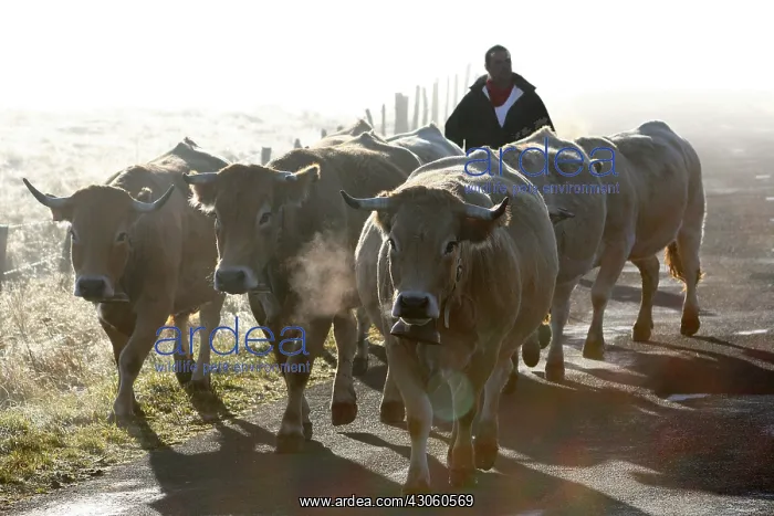 : Back to the barn after the estive in fall Lozere France : Back to the barn after the estive in fall Lozere France