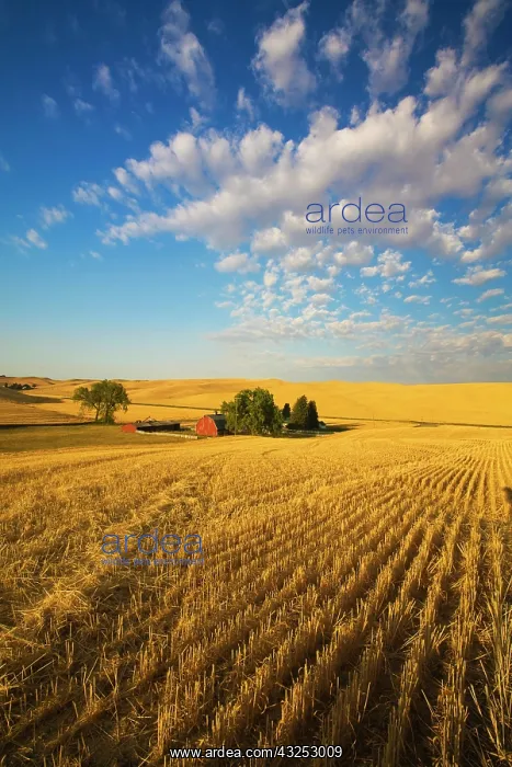 : Barn among fields at harvest time, Palouse : Barn among fields at harvest time, Palouse