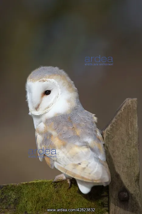 : Barn Owl (Tyto alba). Cornwall - UK