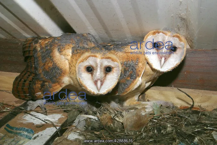  : Barn Owl (Tyto alba). Mayotte
