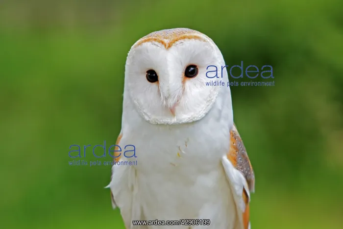  : Barn Owl (Tyto alba)