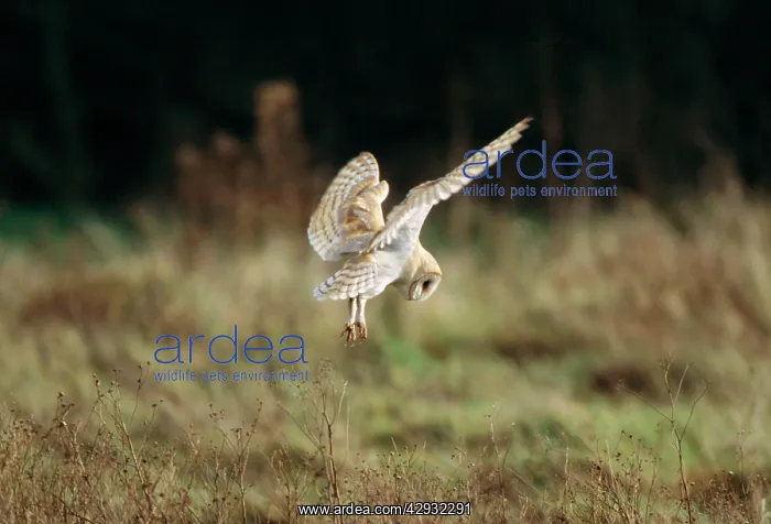  : Barn Owl (Tyto alba)