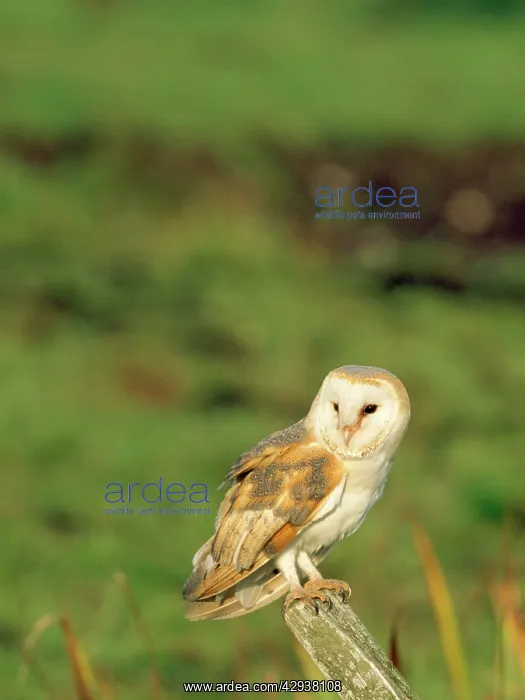  : Barn Owl (Tyto alba)