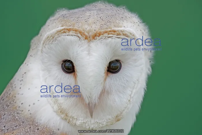  : Barn Owl (Tyto alba)
