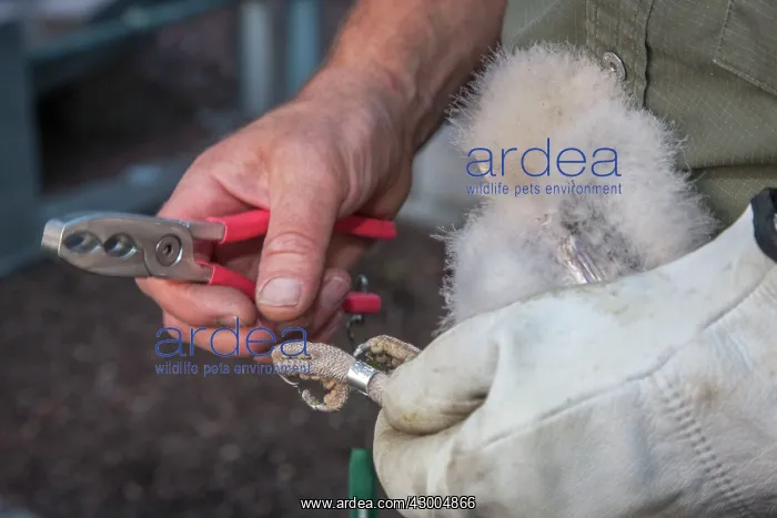 : Barn Owl young ringing (Tito alba) : Barn Owl young ringing (Tito alba)