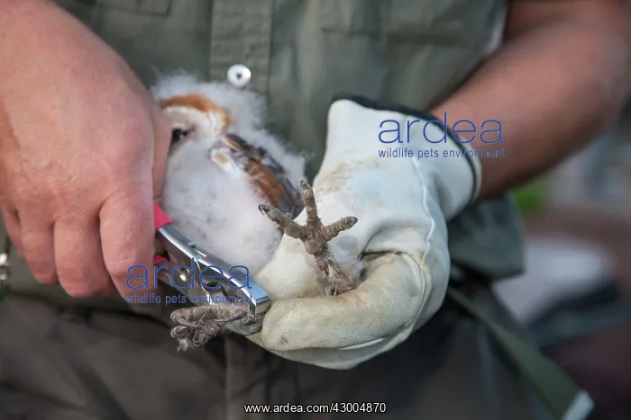 : Barn Owl young ringing (Tito alba) : Barn Owl young ringing (Tito alba)
