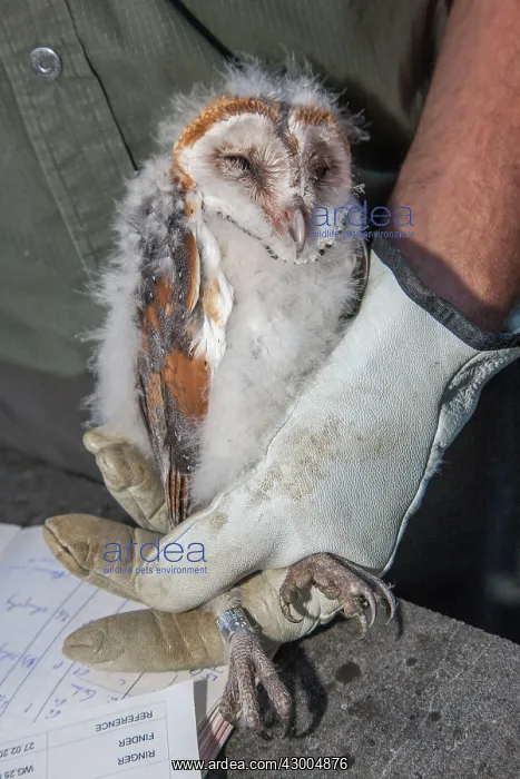 : Barn Owl young ringing (Tito alba) : Barn Owl young ringing (Tito alba)