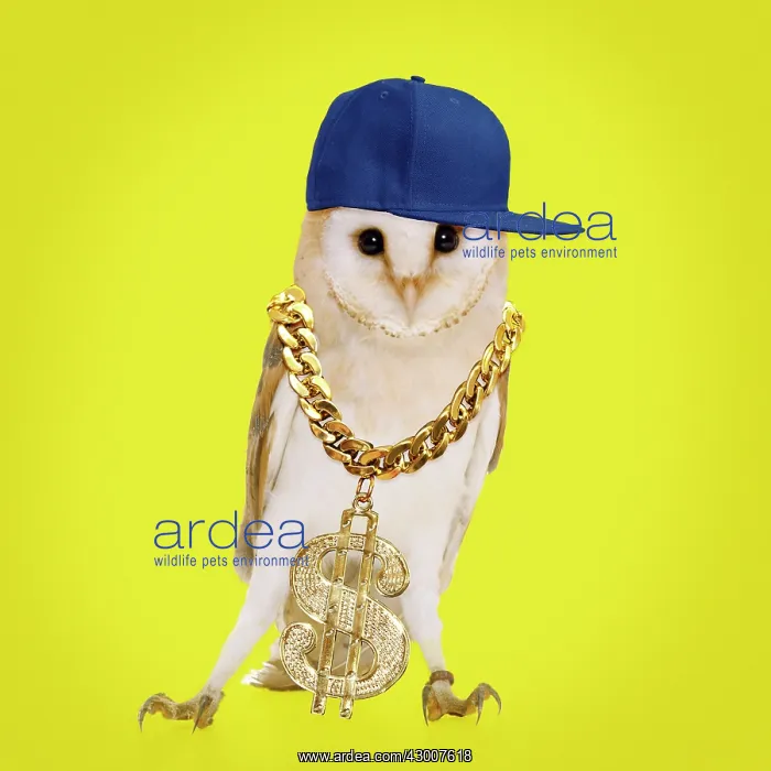 : Barn Owl - with cap gold chain and dollar sign : Barn Owl - with cap gold chain and dollar sign