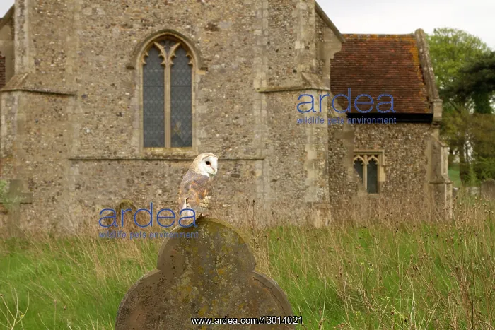 : Barn Owl sitting on a grave headstone in a churchyard : Barn Owl sitting on a grave headstone in a churchyard