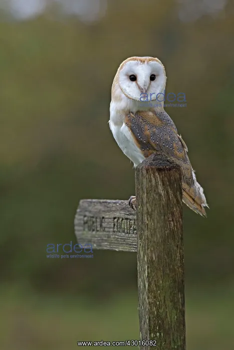 : Barn Owl perched on a public footpath signpost controlled conditions. UK : Barn Owl perched on a public footpath signpost controlled conditions. UK