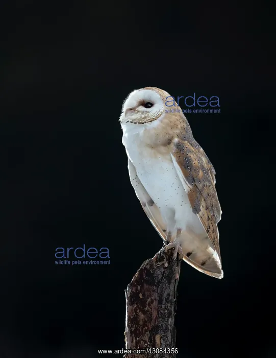 : Barn Owl (Tyto alba)perching on a post, Czech Republic, South Bohemia, Zdarske vrchy : Barn Owl (Tyto alba)perching on a post, Czech Republic, South Bohemia, Zdarske vrchy